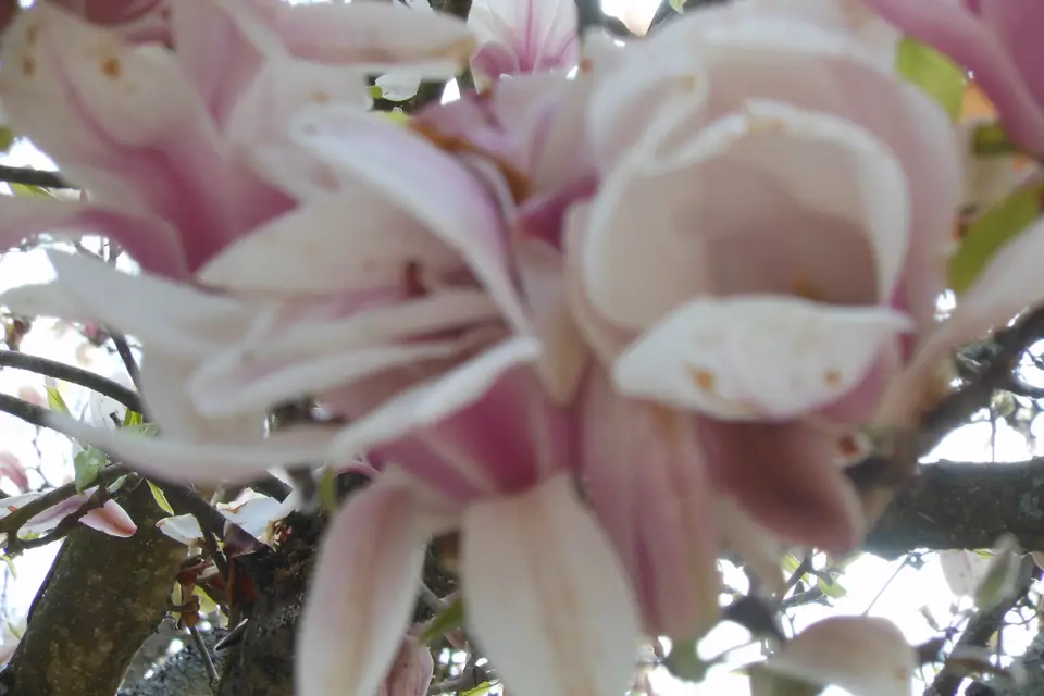 Mani Events — photo 5