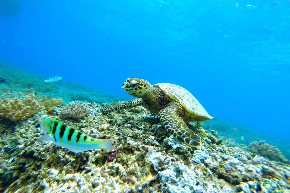 Le temps d'un voyage — photo 4