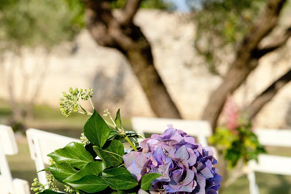 Domaine des Escaunes — photo 5