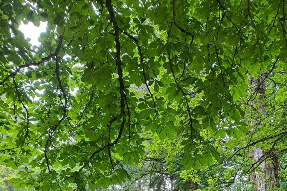 Domaine Le Fournay — photo 8