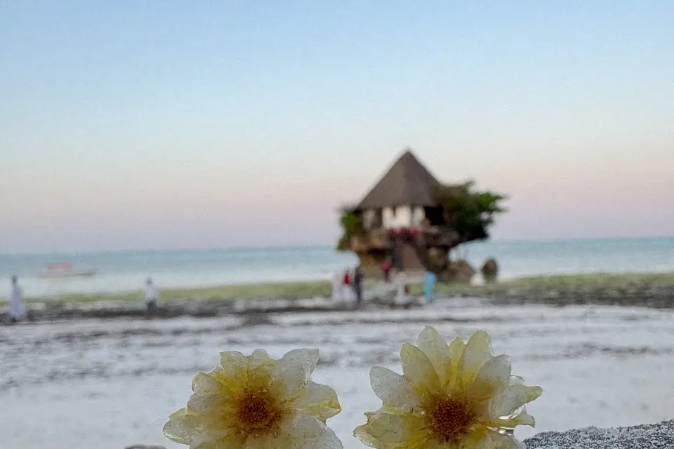 Les Fleurs de Chou — photo 7