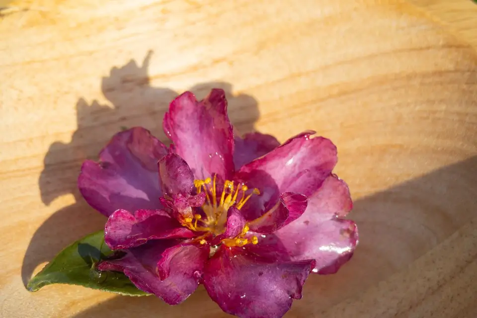 Les Fleurs de Chou — photo 5