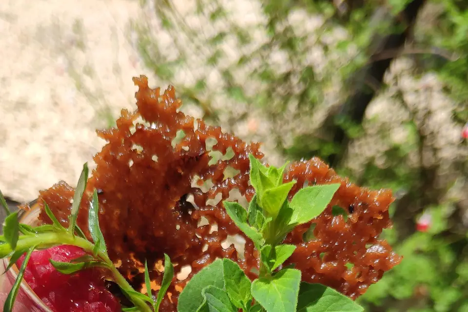 P'tit Canari — photo 2