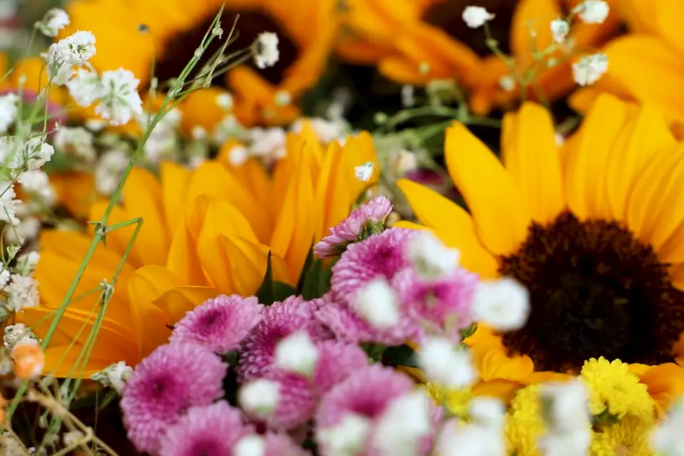 Bee Production — photo 2