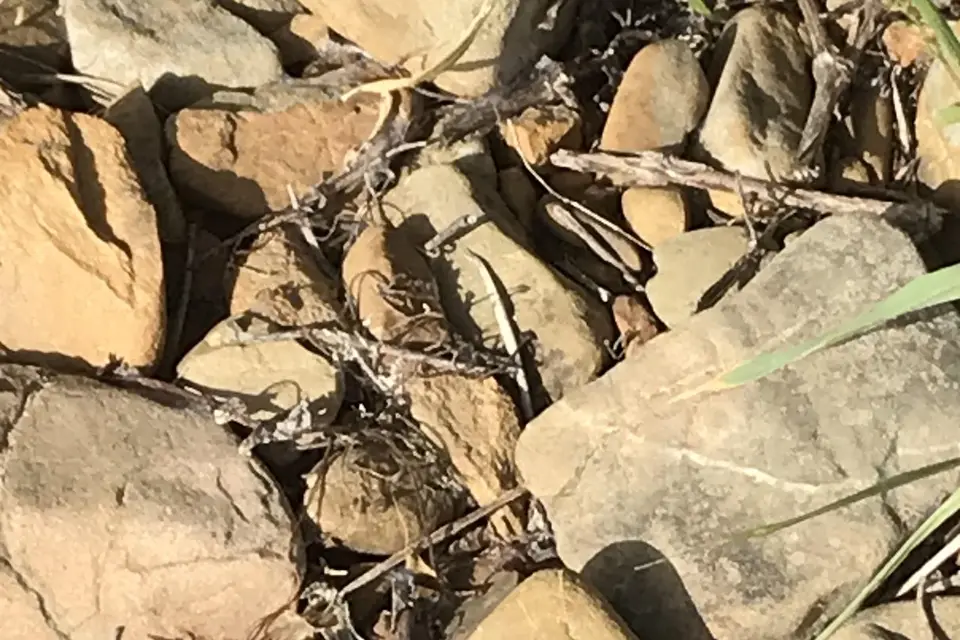 Domaine de l'Herbe Sainte — photo 4