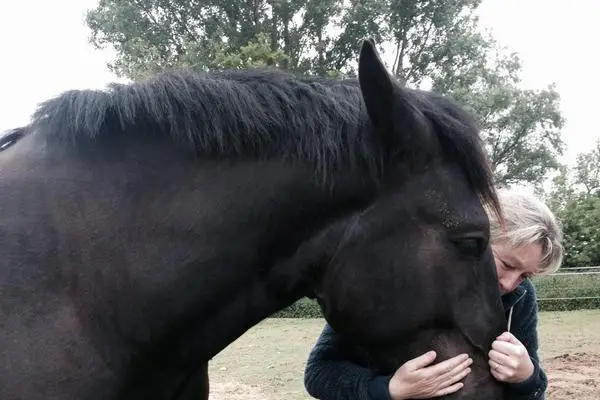 Ecurie les Crinières au Vent — photo 7