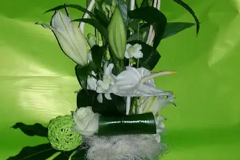 Florazur Hoya Bella — photo 7