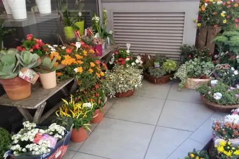 Florazur Hoya Bella — photo 3