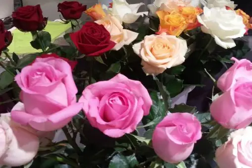 Florazur Hoya Bella — photo 4