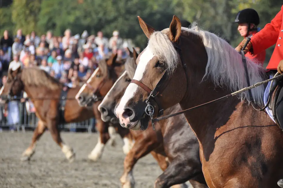 Syndicat Mixte du Haras National de Lamballe — photo 4