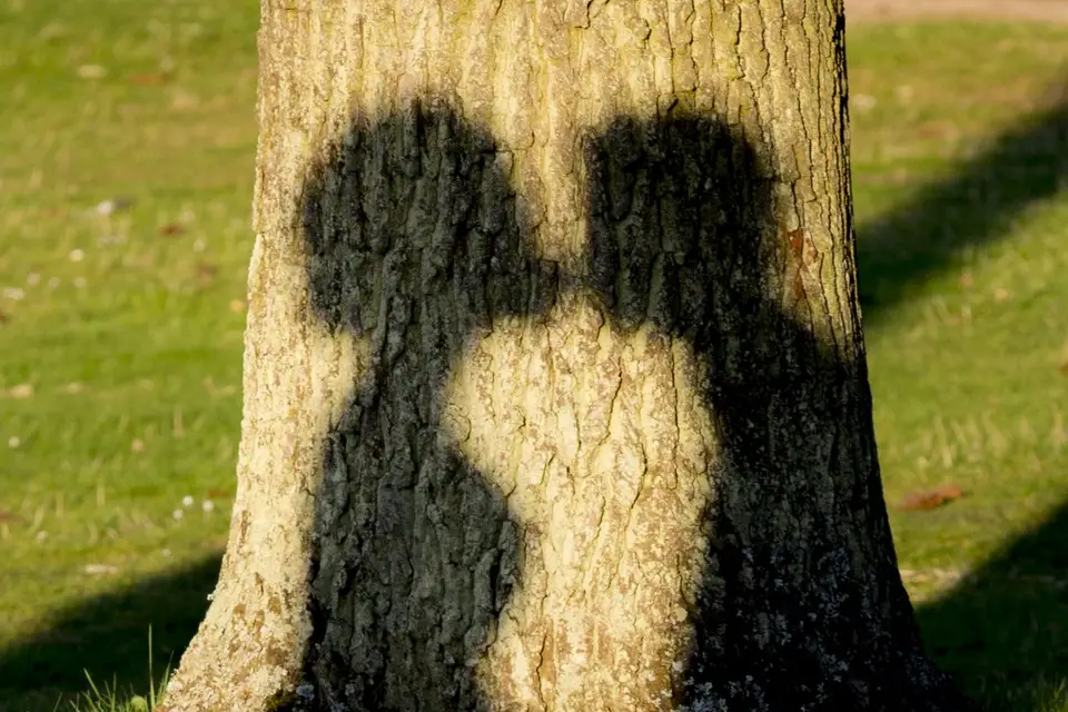 Reproduction — photo 8