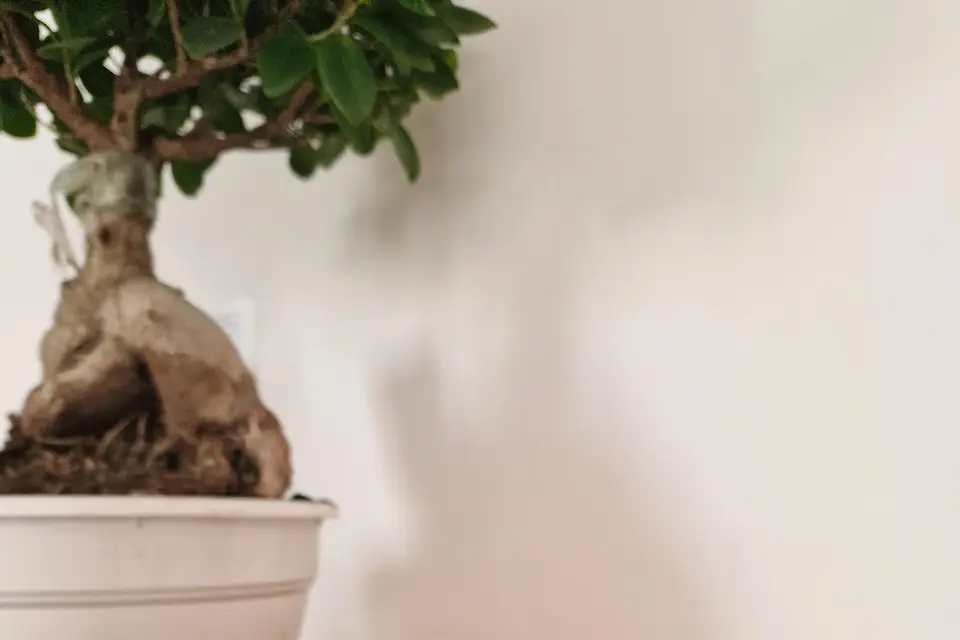 La boutique de Zazou — photo 7