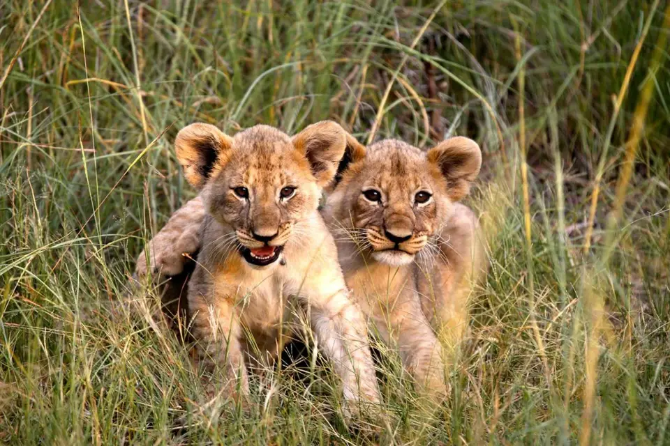 Voyage Libre — photo 4