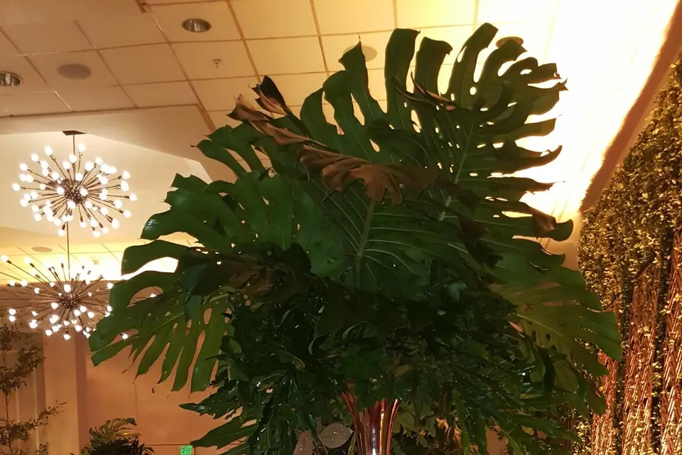 Fololo na Lola — photo 4