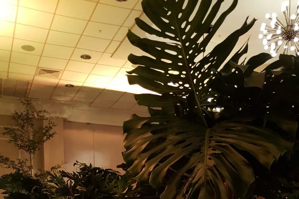 Fololo na Lola — photo 2