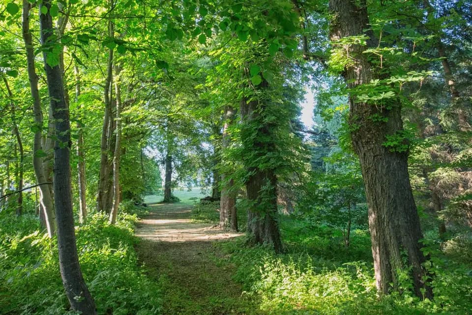 Château de Lavée — photo 8