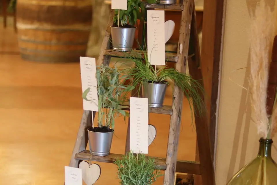 Cactus & Lilas — photo 4