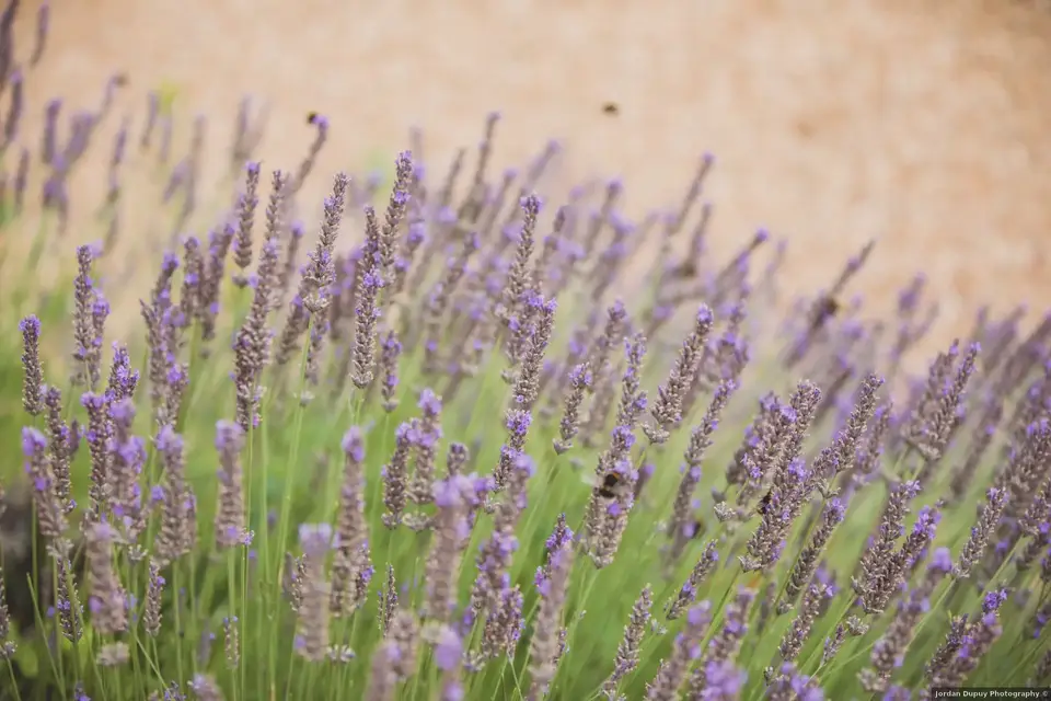 Château de la Gourdinière — photo 5