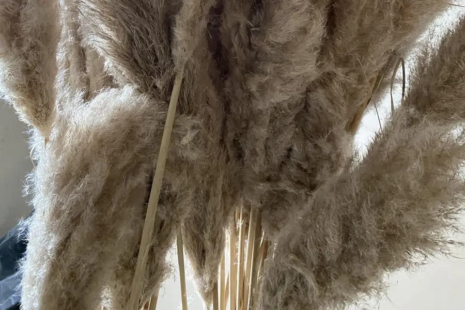 Sanctus Amor — photo 4