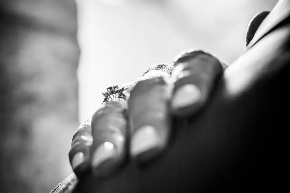 Dominique Borgnet Photographe — photo 2