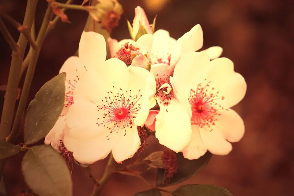 Un Oui, Pour un Nom — photo 8