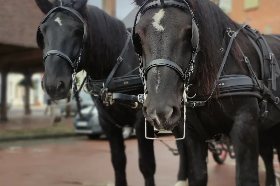 Les Girl's Attelages — photo 7