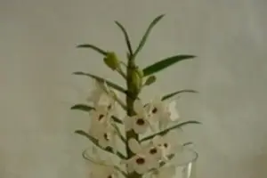 Elise Renault — photo 6