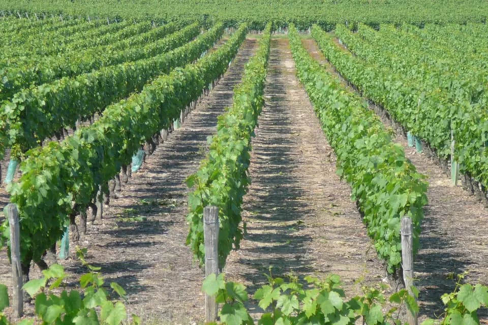 Domaine des Champs Gonneau — photo 5