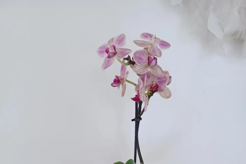 Annabelnature — photo 2