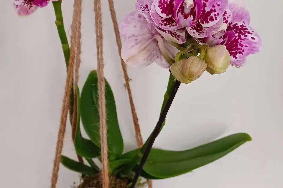 Annabelnature — photo 5