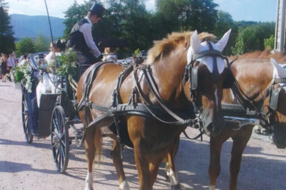 Ecurie Biechel — photo 6