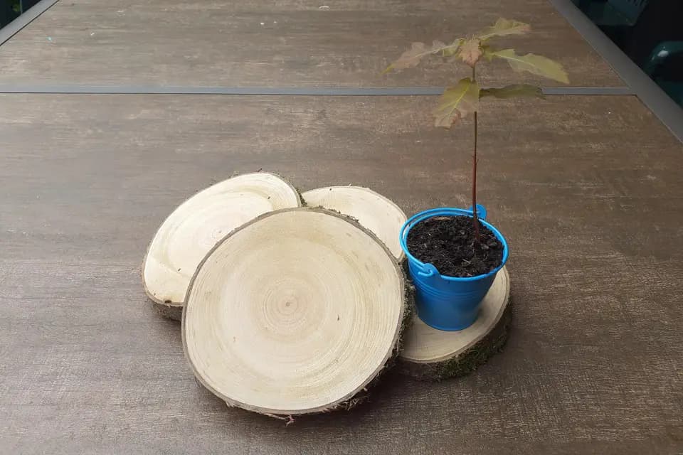 MesrondellesDeBois — photo 2