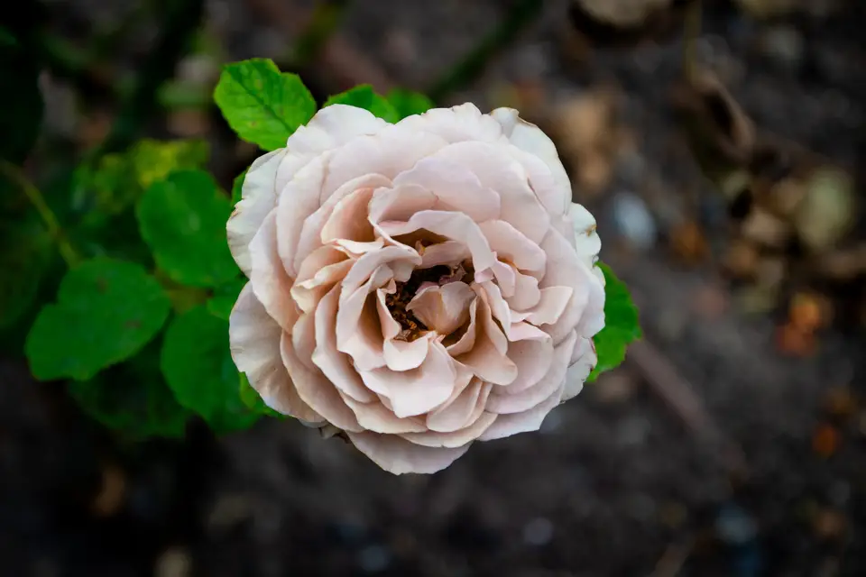 Céline Anfray — photo 1