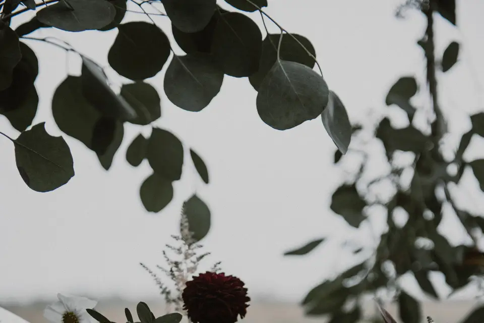 Fleur de Carotte — photo 8