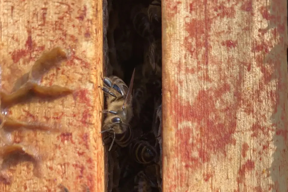 Les Abeilles du Perche — photo 3