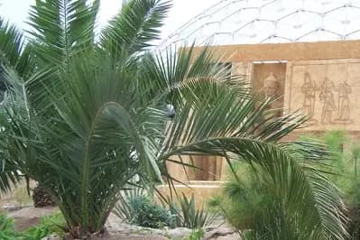 Amplitude Florale — photo 8