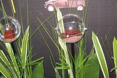 Amplitude Florale — photo 4