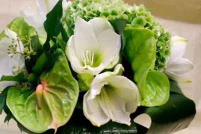 Amaryllis Fleurs — photo 2