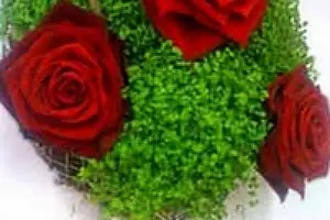 Amaryllis Fleurs — photo 4