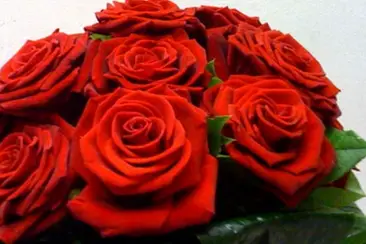 Amaryllis Fleurs — photo 7