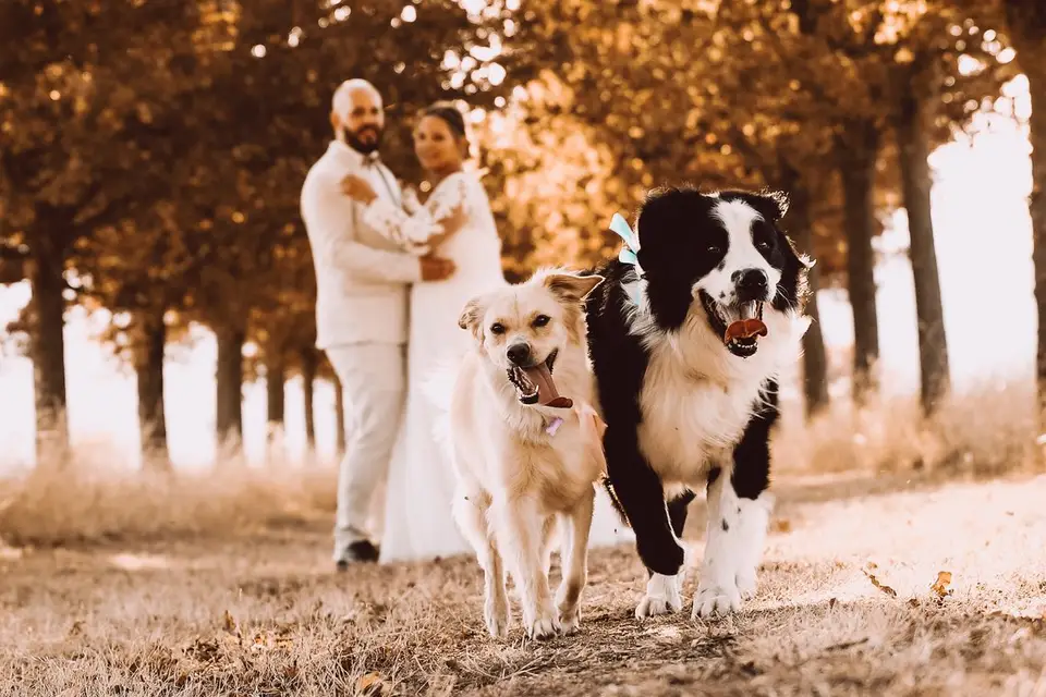 Borealis Communication — photo 3