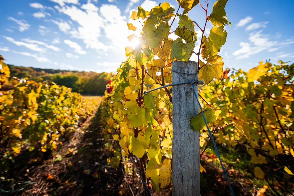 Champagne André Cez Rondeau et Fils — photo 8