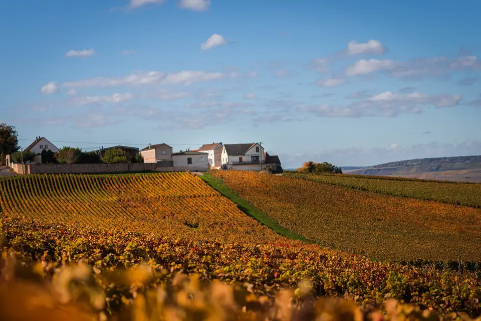 Champagne André Cez Rondeau et Fils — photo 7
