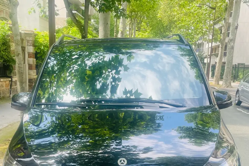 Silvercarparis — photo 4