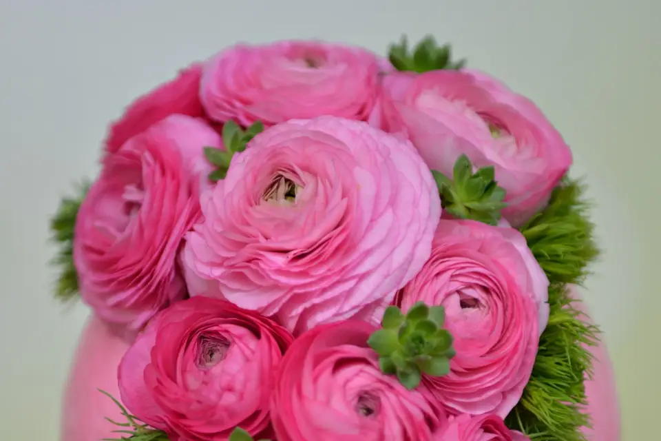 Jardinerie GrandCap — photo 6