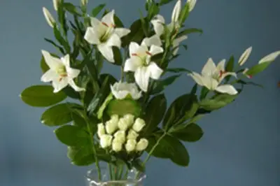 Idées Plus — photo 7