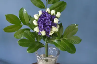 Idées Plus — photo 6