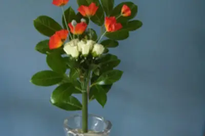 Idées Plus — photo 2