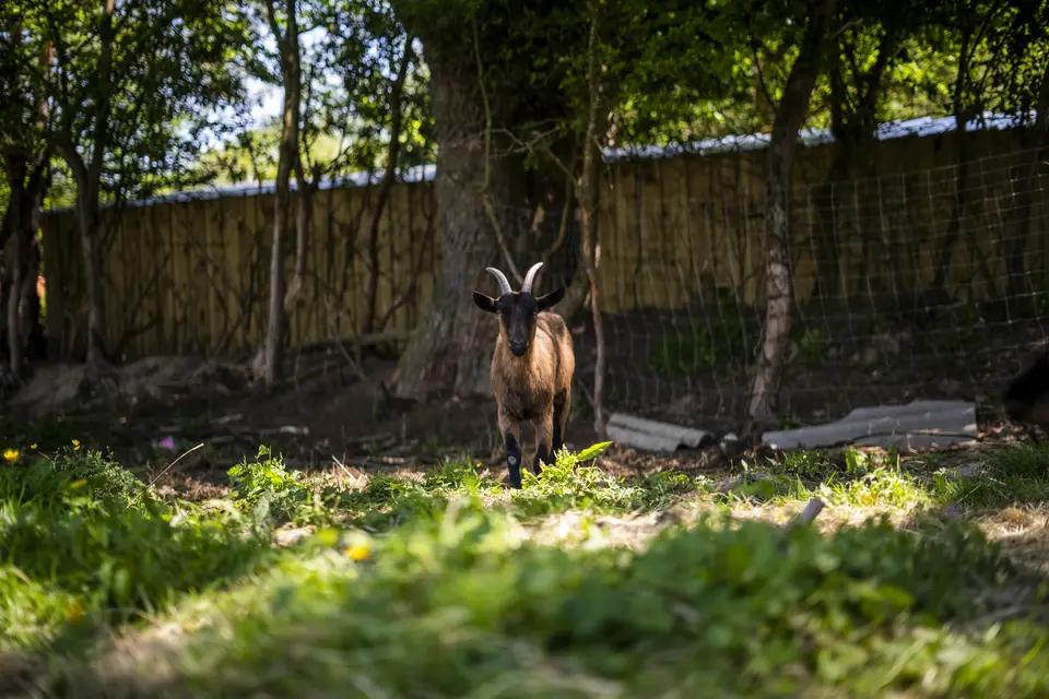 Domaine de La Grande Bauche — photo 7