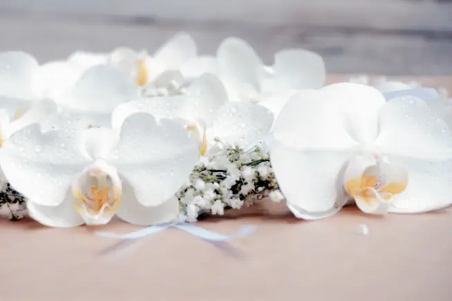 A Fleur de Pots — photo 5